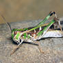 Green Grashopper Macro.