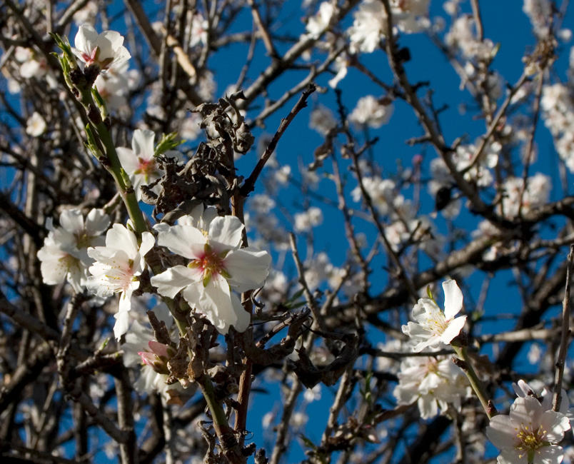 Mandel Tree mandel tree flowers by Irkousk on DeviantArt