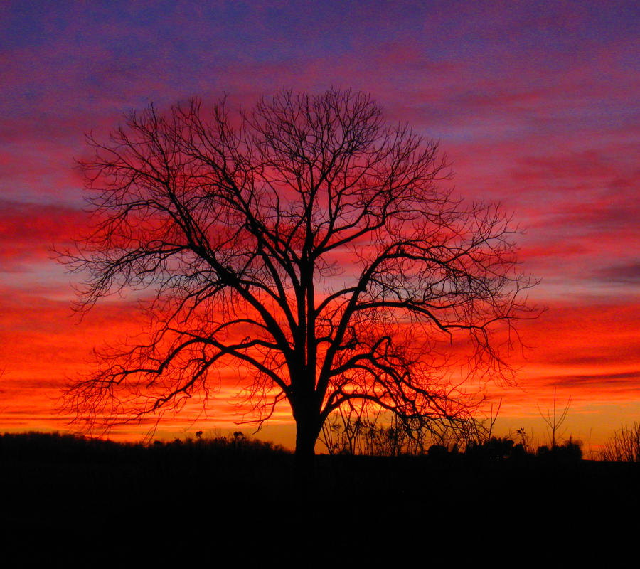 Blood Tree