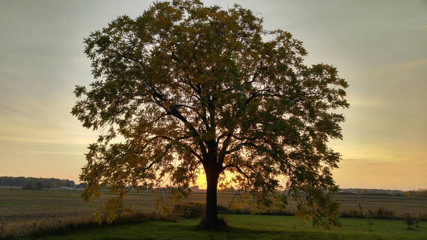 Fall Sunset 2016