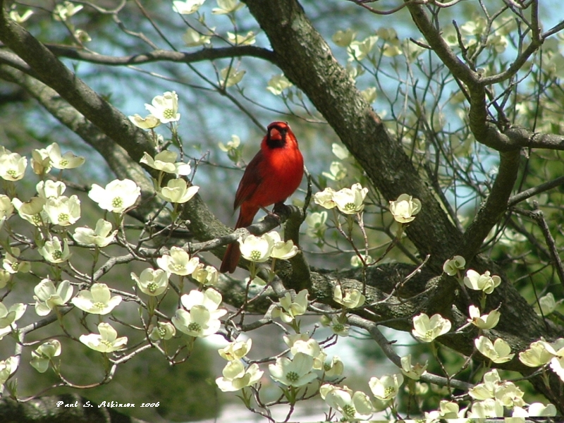 Cardinal in a Dogwood