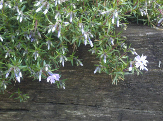 Flower closeup