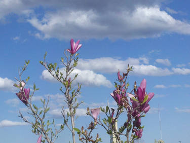 Flower and clouds