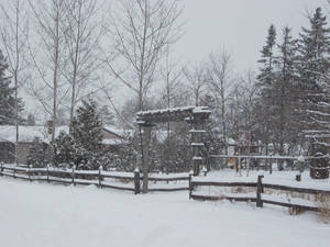 Snowy Walkway