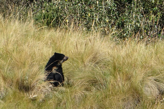 Spectacled Bear