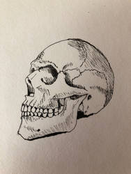 First pen and ink of a skull...