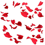 Rose petalos