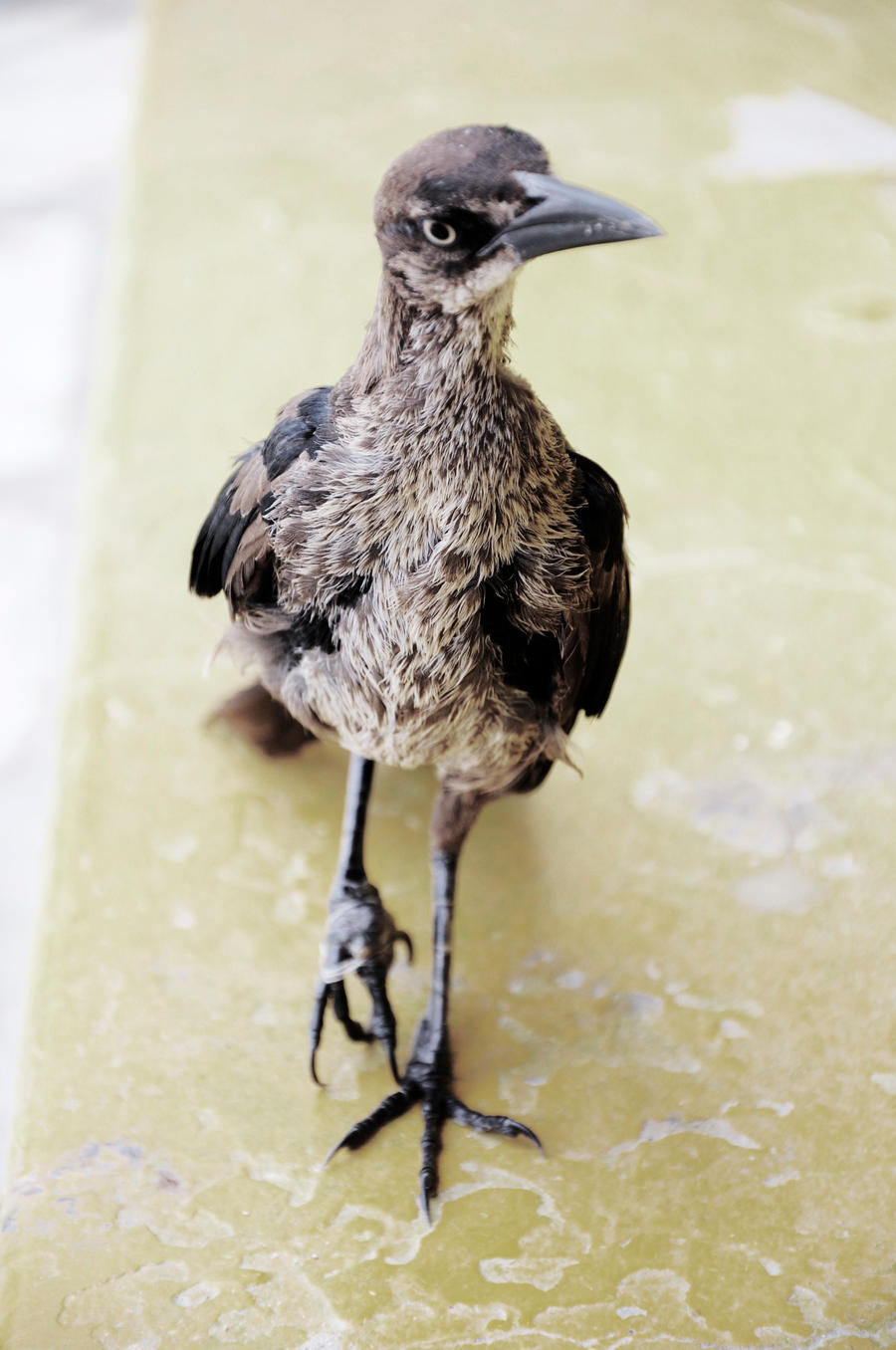 Desert Bird