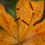 Lily's Pistol and Stamen