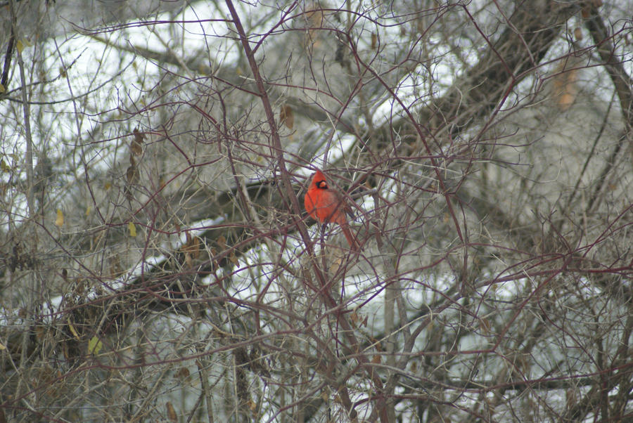 Brilliant Cardinal