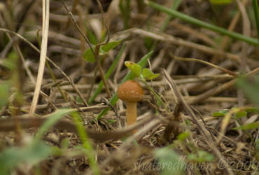 Magical Mushroom