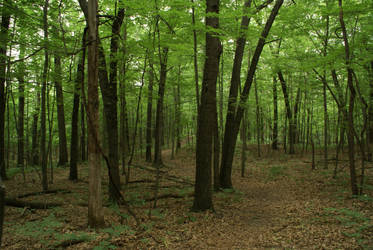 Path Through the Forest