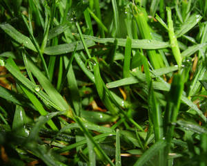 Blades of grass and night dew.