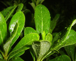 Night Dew 3