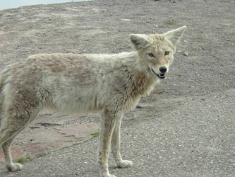 Yellowstone Coyote