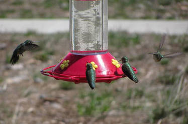 Bear Lake Utah Humminh Birds