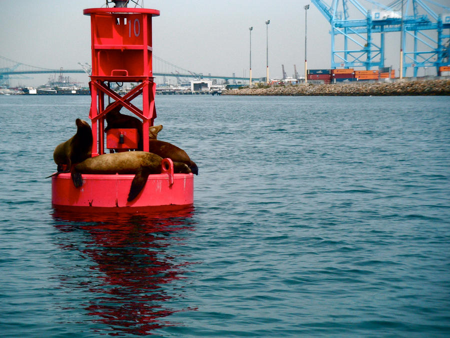 Stranded Buoy Stranded on a Buoy by pajamafreak3 on DeviantArt