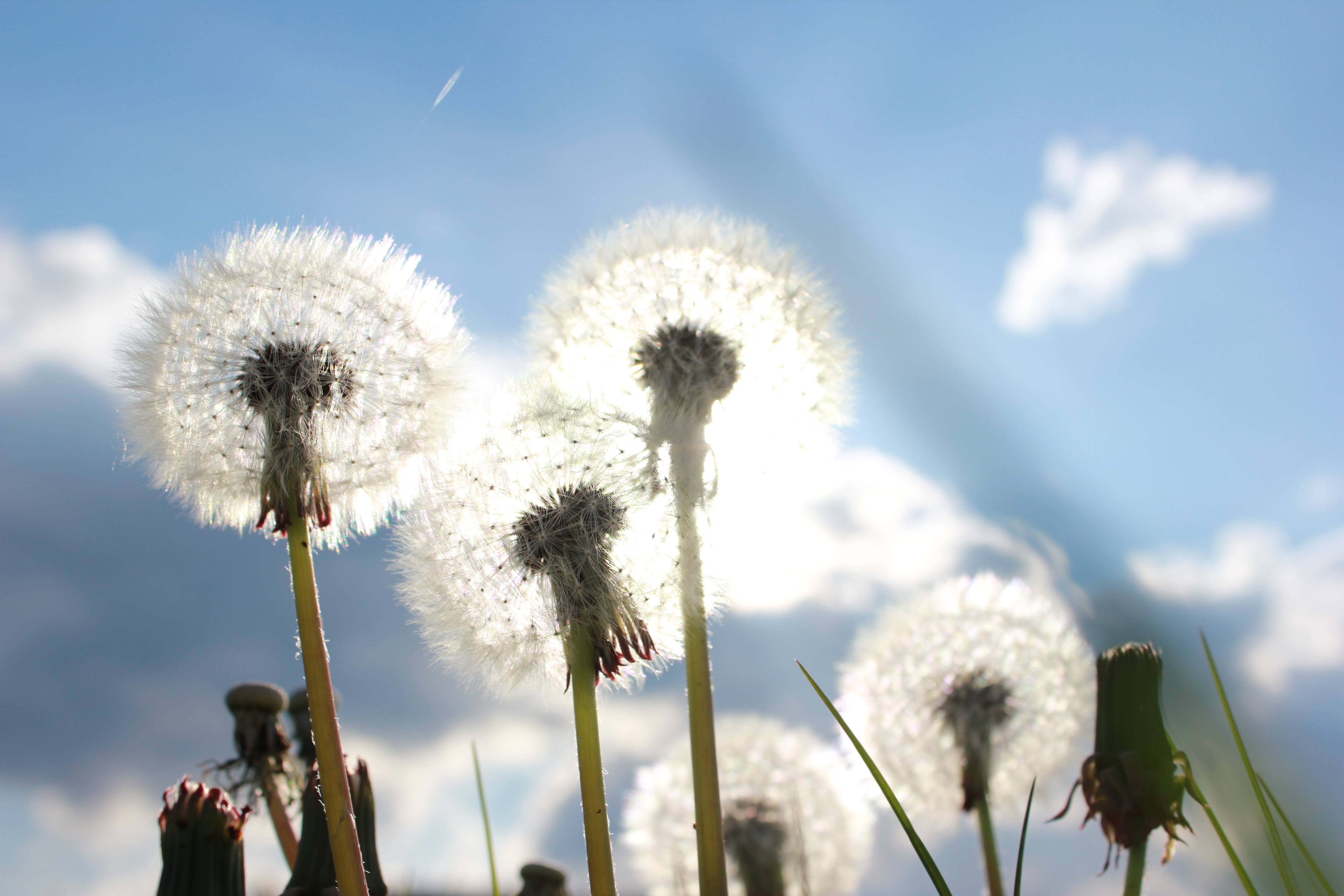 Soft Flowers