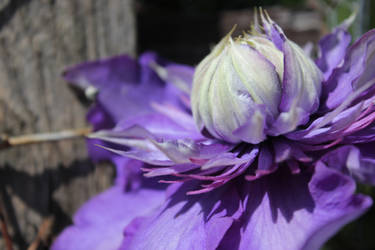 Purple Blossom