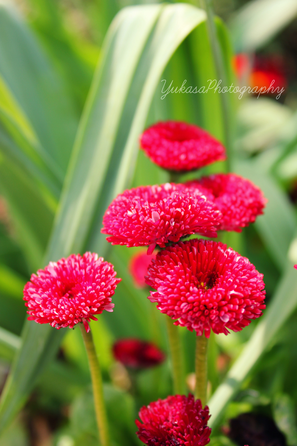 Wild Flowers