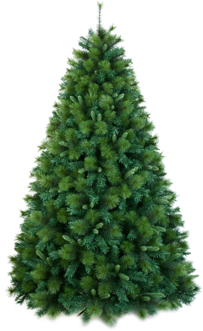 Xmas pine tree png 14