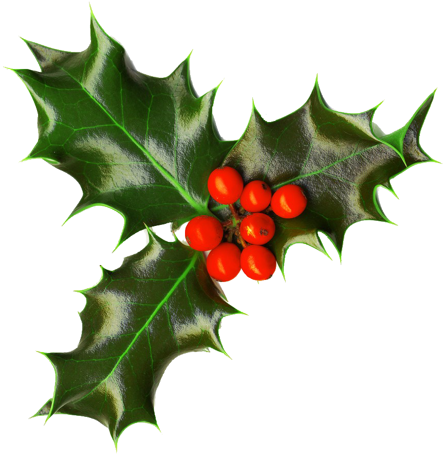 Xmas holly png 2