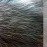 Fur Textures