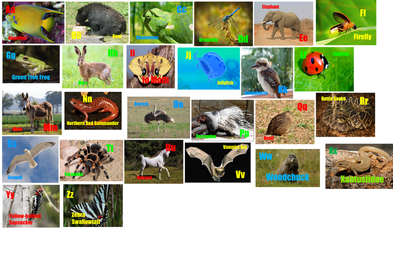 Animal Alphabet HD (Fish the Mouse Media) by TommyTiger12 on DeviantArt