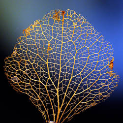 golden leaf