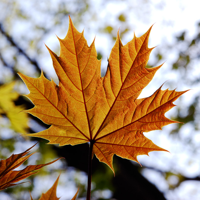 maple leaf