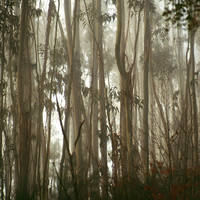 eukalyptus jungle