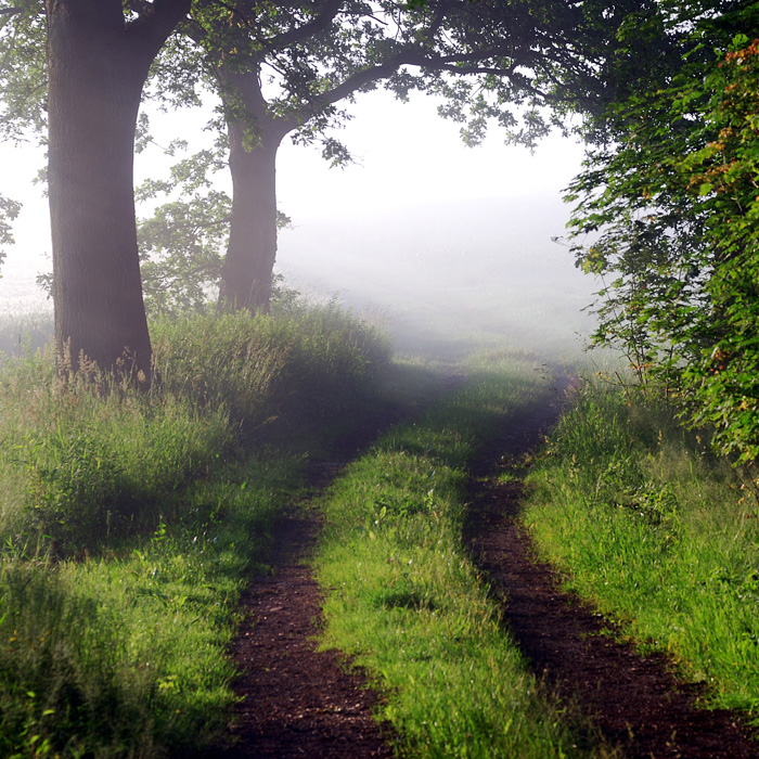 into the field