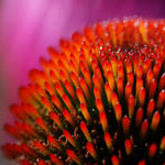 echinacea by augenweide
