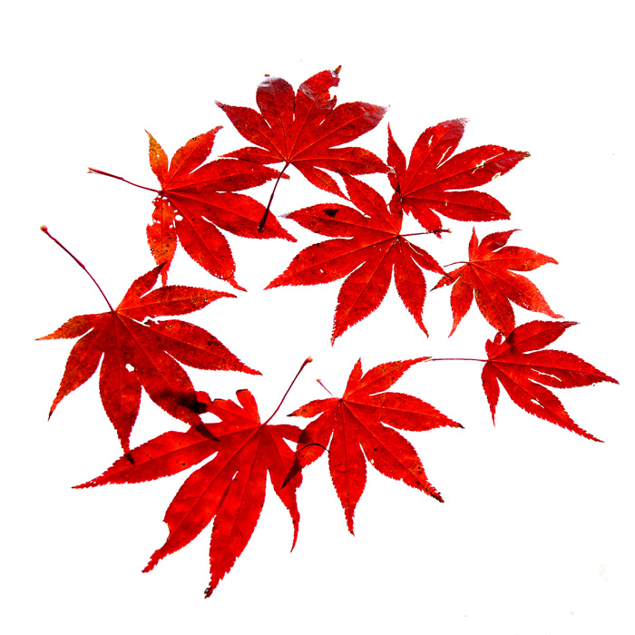 red leafs