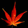 red maple leaf