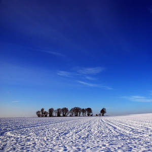 still life in winter