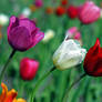 tulips in the wind