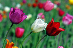 tulips in the wind