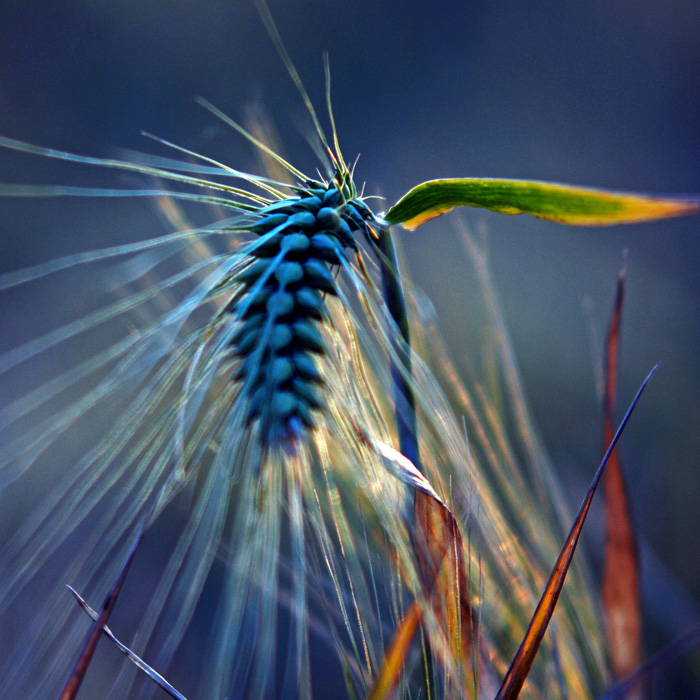 corn by augenweide