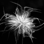 the lightness of being by augenweide