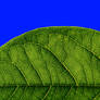 green leaf blue sky