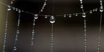 pearls on the line by augenweide