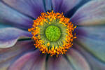 ring of fire by augenweide