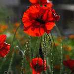 still blooming by augenweide