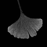 ginkgo by augenweide