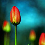 red tulip by augenweide
