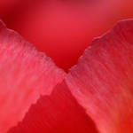 symphony in red by augenweide