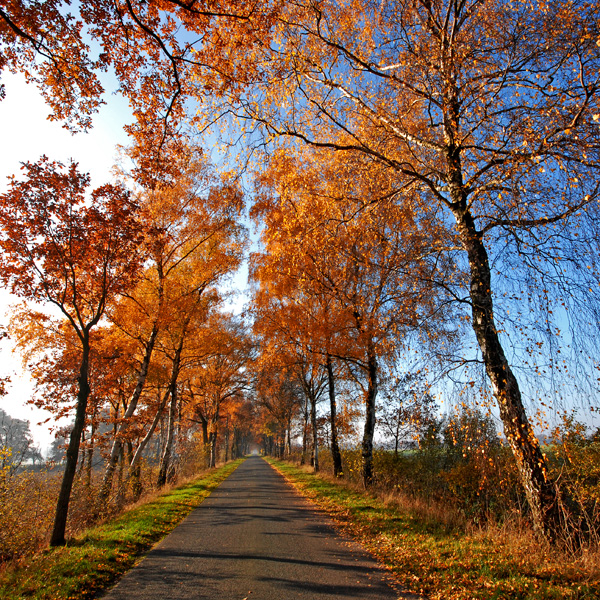 autumn road