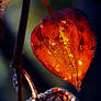 chinese lantern