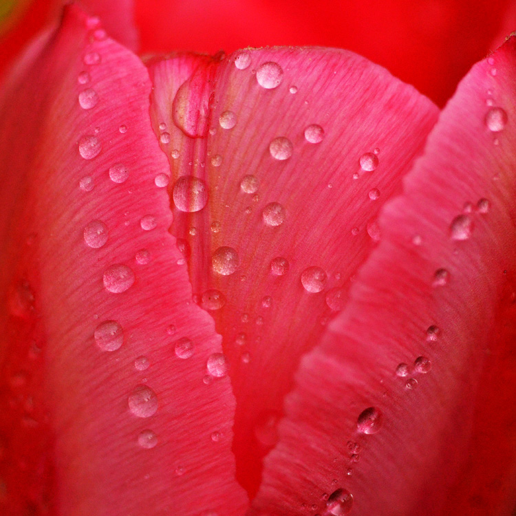 pink tulip